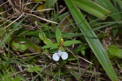 Impatiens inconspicua